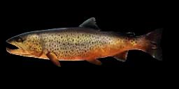 FEROX TROUT