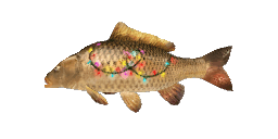 GIANT CARP