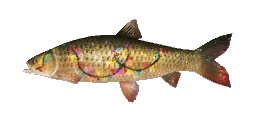 GIANT GRASS CARP