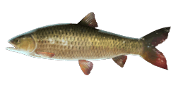 GRASS CARP