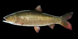 GRASS CARP