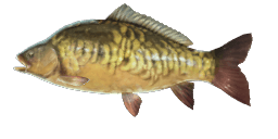 MIRROR CARP