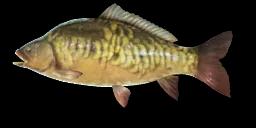 MIRROR CARP