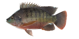 REDBELLY TILAPIA