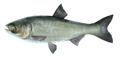 SILVER CARP