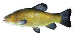 TENCH