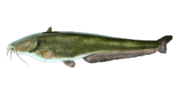 WELS CATFISH