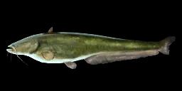 WELS CATFISH