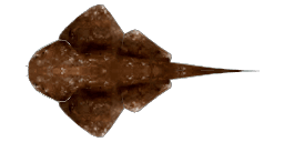 ANGEL SHARK