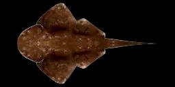 ANGEL SHARK