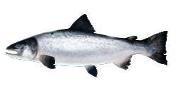 ATLANTIC SALMON