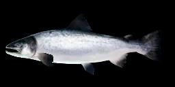 ATLANTIC SALMON