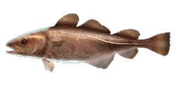 ATLANTIC COD