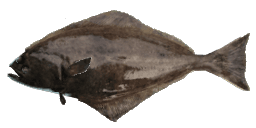 ATLANTIC HALIBUT