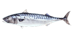 ATLANTIC MACKEREL