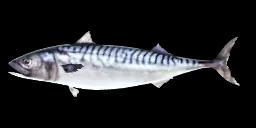 ATLANTIC MACKEREL