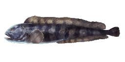 ATLANTIC WOLFFISH