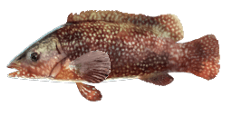 BALLAN WRASSE