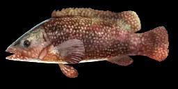 BALLAN WRASSE