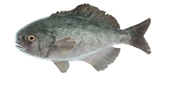 BARRELFISH