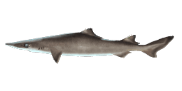 BIRDBEAK DOGFISH