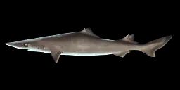 BIRDBEAK DOGFISH