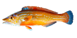 CUCKOO WRASSE