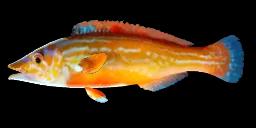 CUCKOO WRASSE