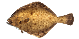 EUROPEAN FLOUNDER