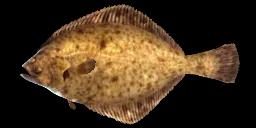 EUROPEAN FLOUNDER