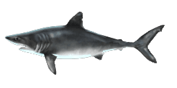 PORBEAGLE