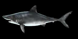 PORBEAGLE