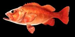 ROSE FISH