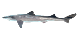 SPINY DOGFISH