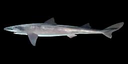 SPINY DOGFISH