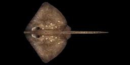 THORNBACK RAY