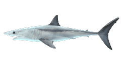 ATLANTIC MAKO