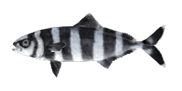 ATLANTIC PILOTFISH