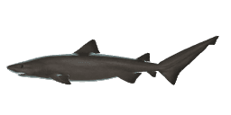 BIGEYE SAND TIGER