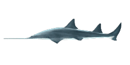 COMMON SAWFISH