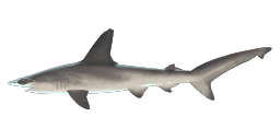 CRENATE HAMMERHEAD