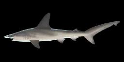 CRENATE HAMMERHEAD