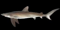 DUSKY SHARK