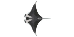 GIANT MANTA