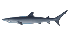 GREAT BLUE SHARK