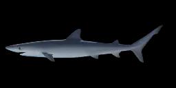 GREAT BLUE SHARK