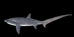 LONG-TAILED SHARK