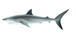 MACKEREL SHARK