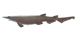 MADEIRA CATSHARK