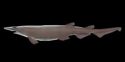 MADEIRA CATSHARK